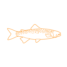 Animals Freshwater Fish Lake Trout Ink Drawing Svg Vector, Free Vectors File